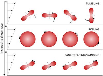 Dynamics of Individual Red Blood Cells Under Shear Flow: A Way to Discriminate Deformability Alterations